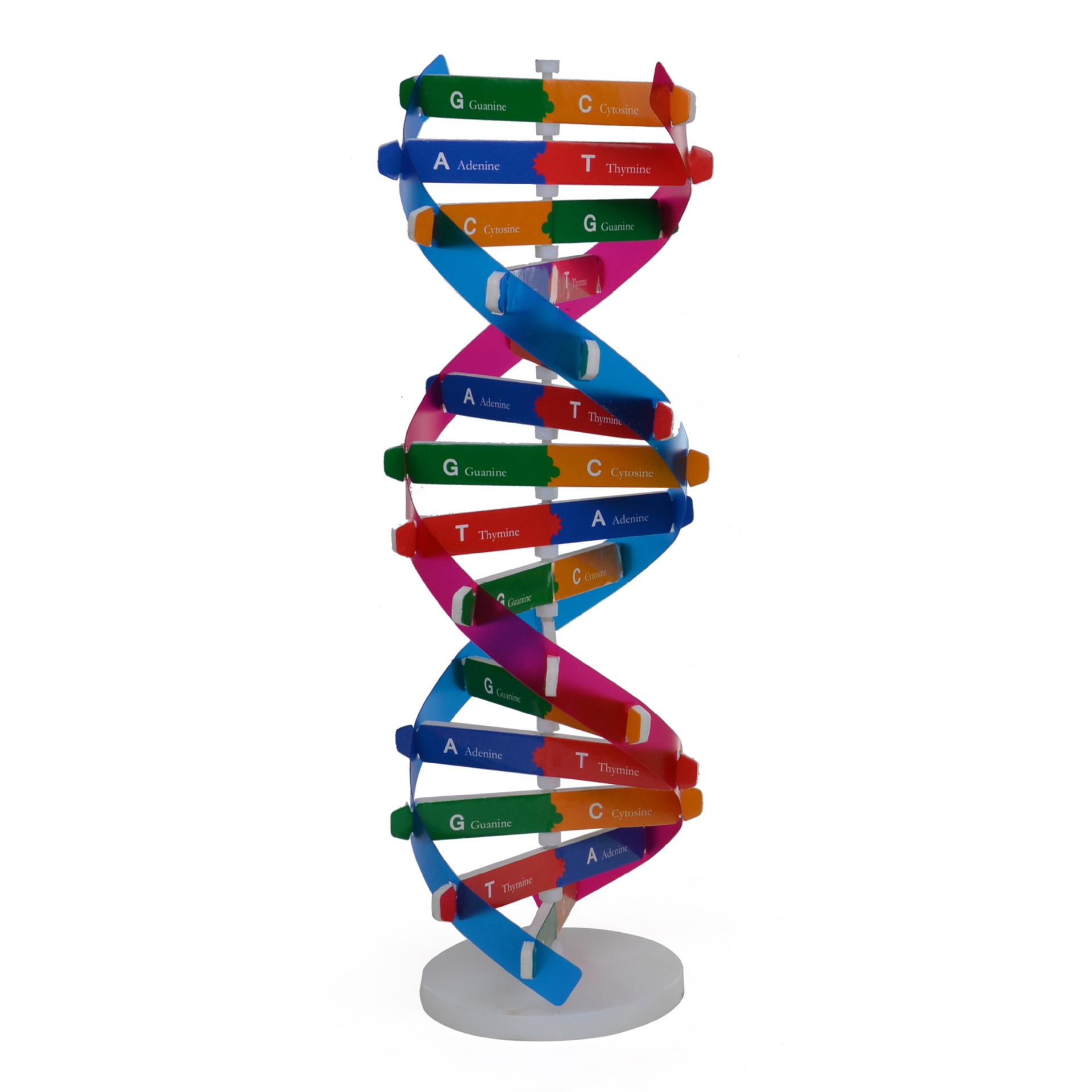 人体基因DNA双螺旋模型科技小制作 手工diy生物科学实验科普教具