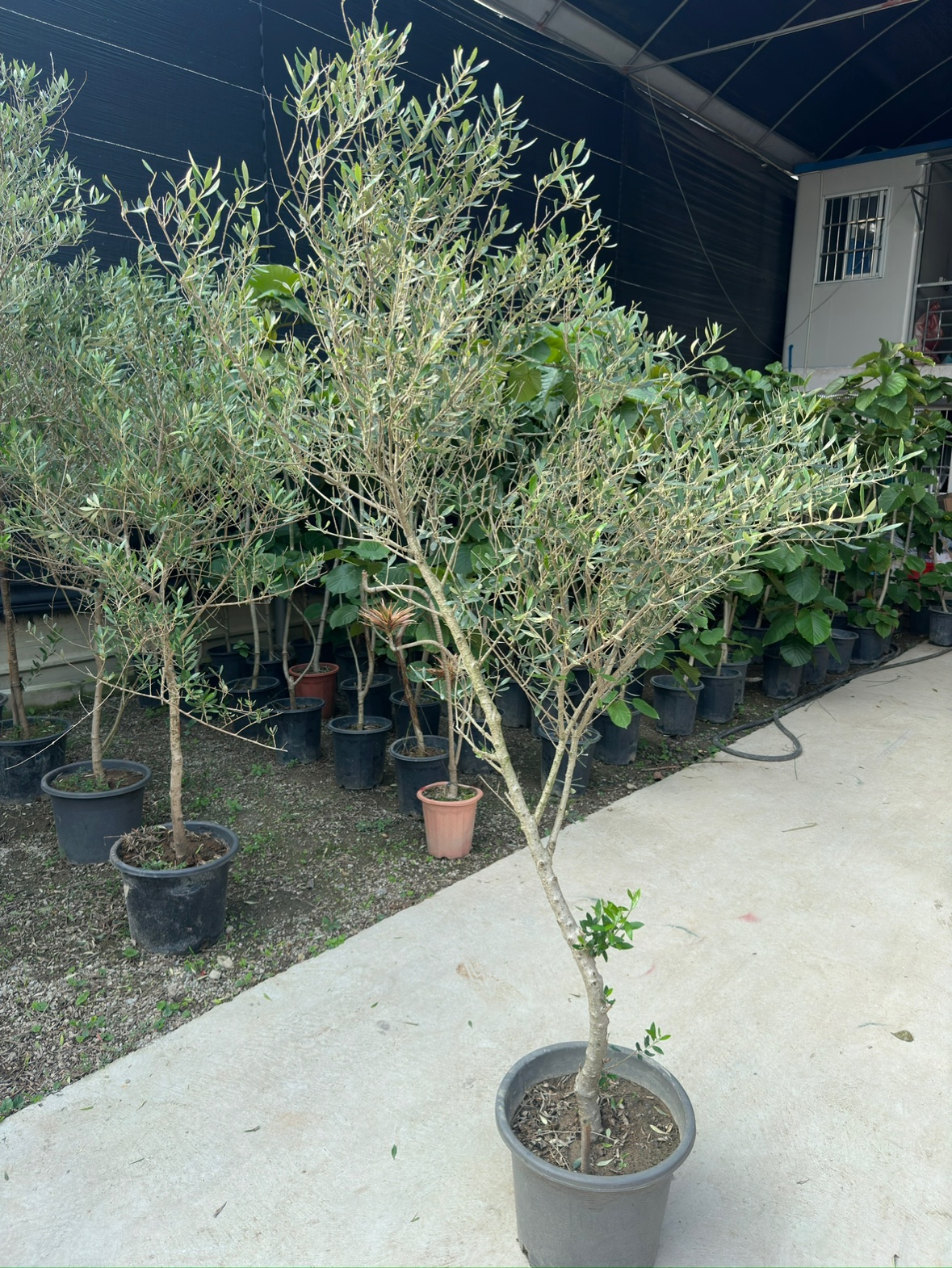 油橄榄造型树植物
