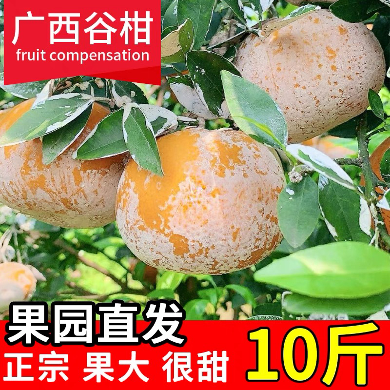 广西茂谷柑新鲜大果10斤脏脏柑橘子石灰柑水果当季整箱沙糖蜜桔