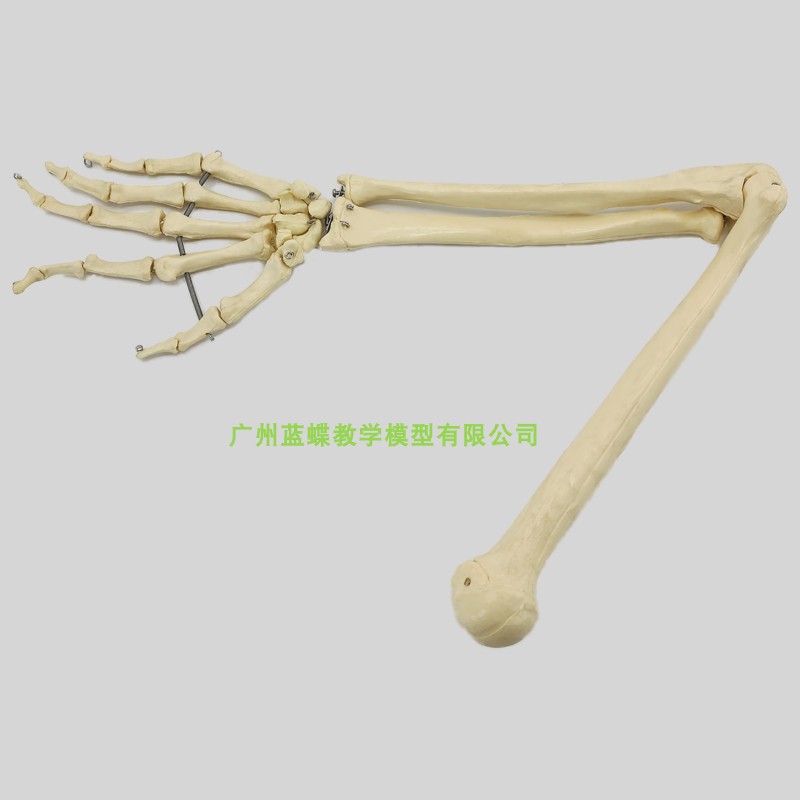 人体上肢骨骨骼模型 肩关节 肘关节尺骨桡骨 手骨 模型 标本