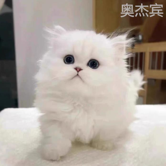 纯种金吉拉幼猫纯白长毛猫矮脚猫高地猫拿破仑波斯猫宠物猫咪活物