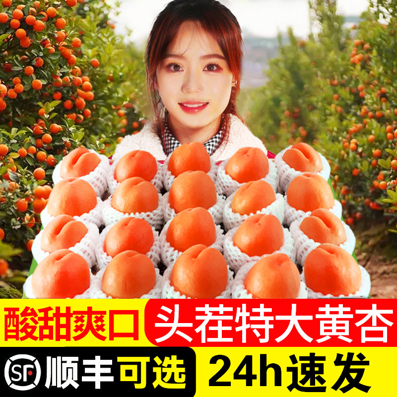 【精选】杏子新鲜水果陕西大黄杏当季现摘杏酸甜孕妇金太阳杏5斤