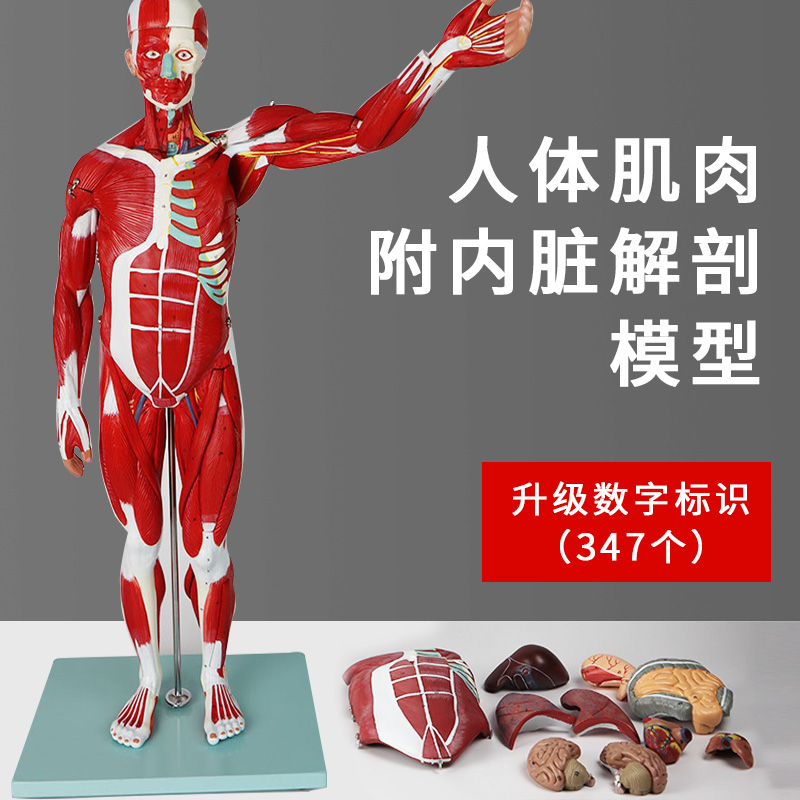3B高品质医学教学人体全身肌肉模型内脏器官解剖结构拆卸运动教具