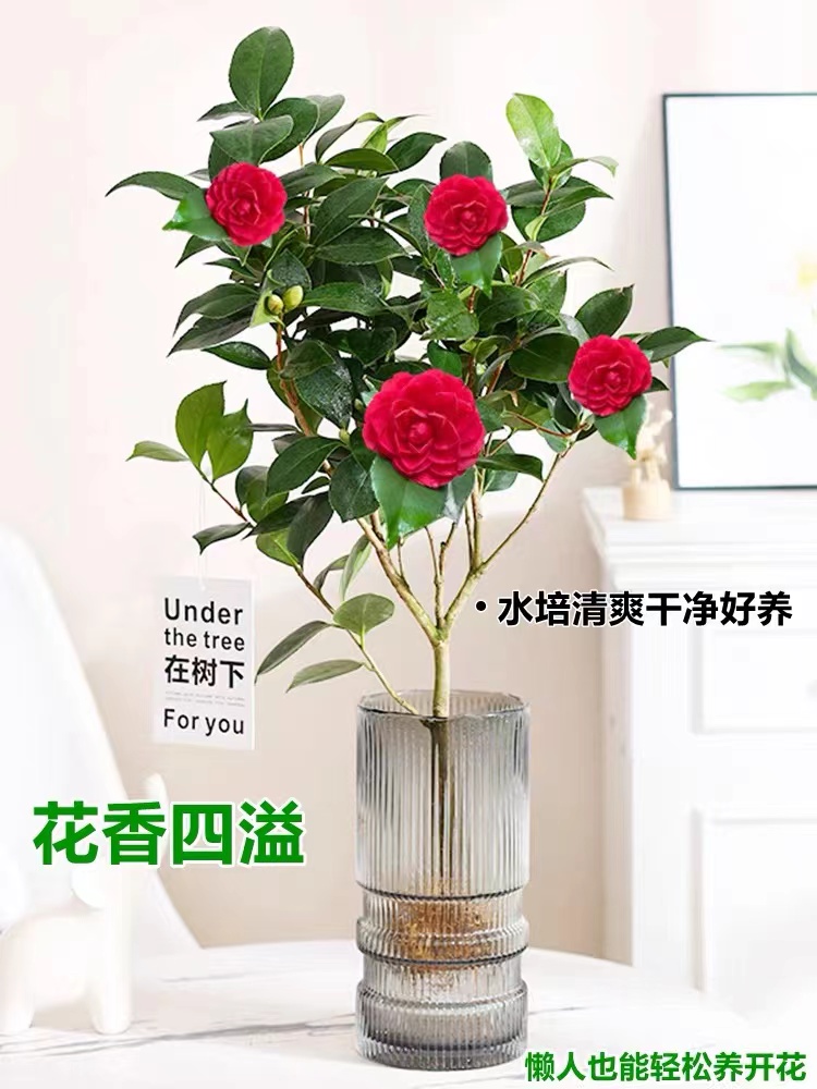 香妃水培花茶花茶花家用四季水养植物五色开花期长的适合赤丹鲜花