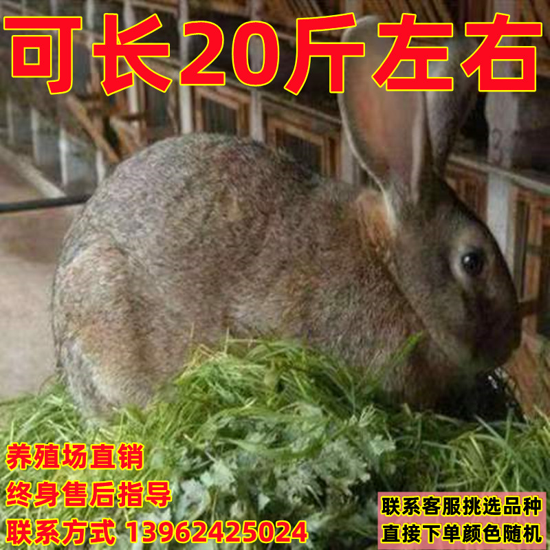 纯种比利时肉兔活物大白兔活体食用肉兔子活苗可繁殖家养月月兔子