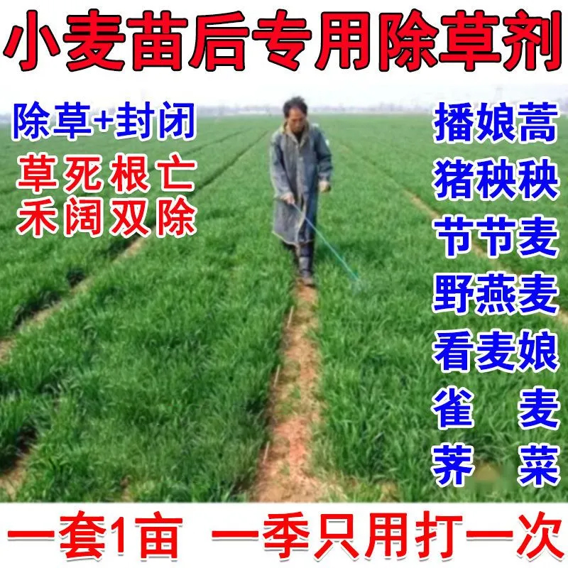 小麦除草剂小麦苗后专用除草剂除节节草香附子小麦田苗后除草剂