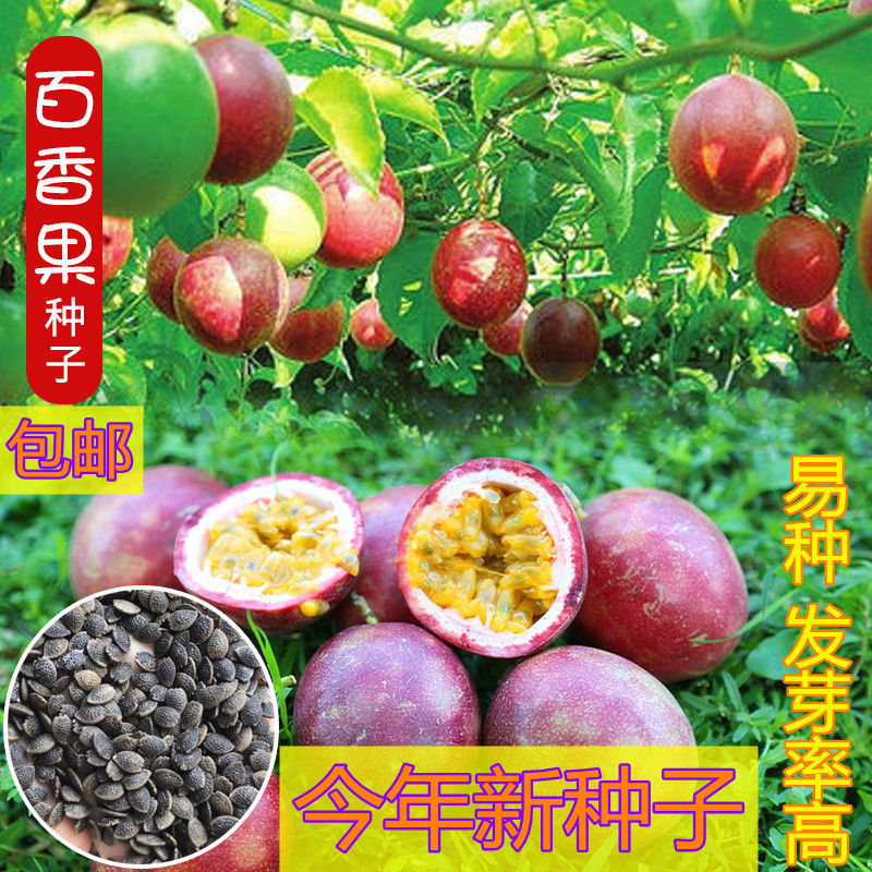 四季播百香果种子满天星紫香西番莲多年生黄金鸡蛋果种籽瓜果种子