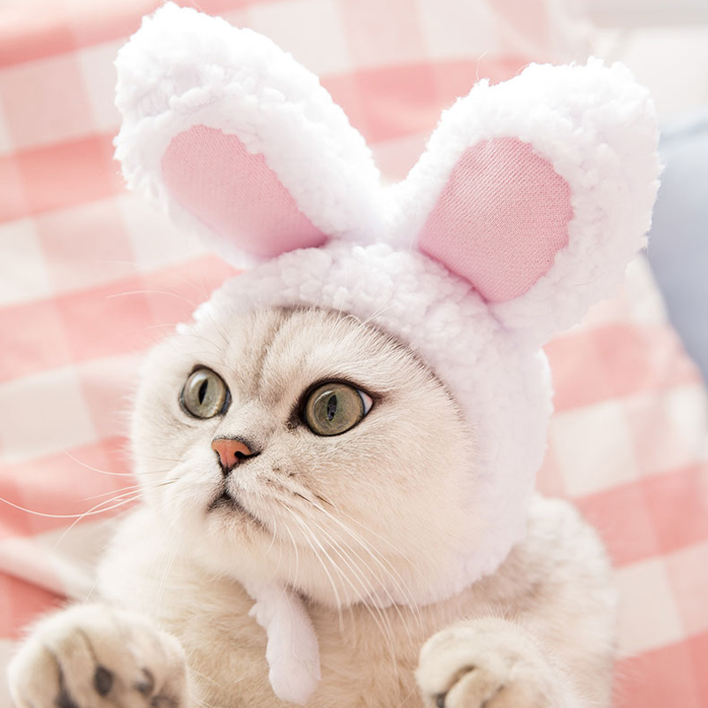 可爱兔子头套猫咪头饰 宠物狗狗卖萌卡通变身装饰小白兔帽子耳朵