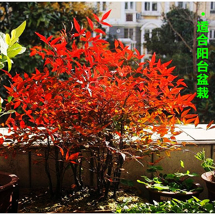 火焰南天竹四季变色红天竹盆景老桩观叶庭院办公桌阳台客耐寒植物