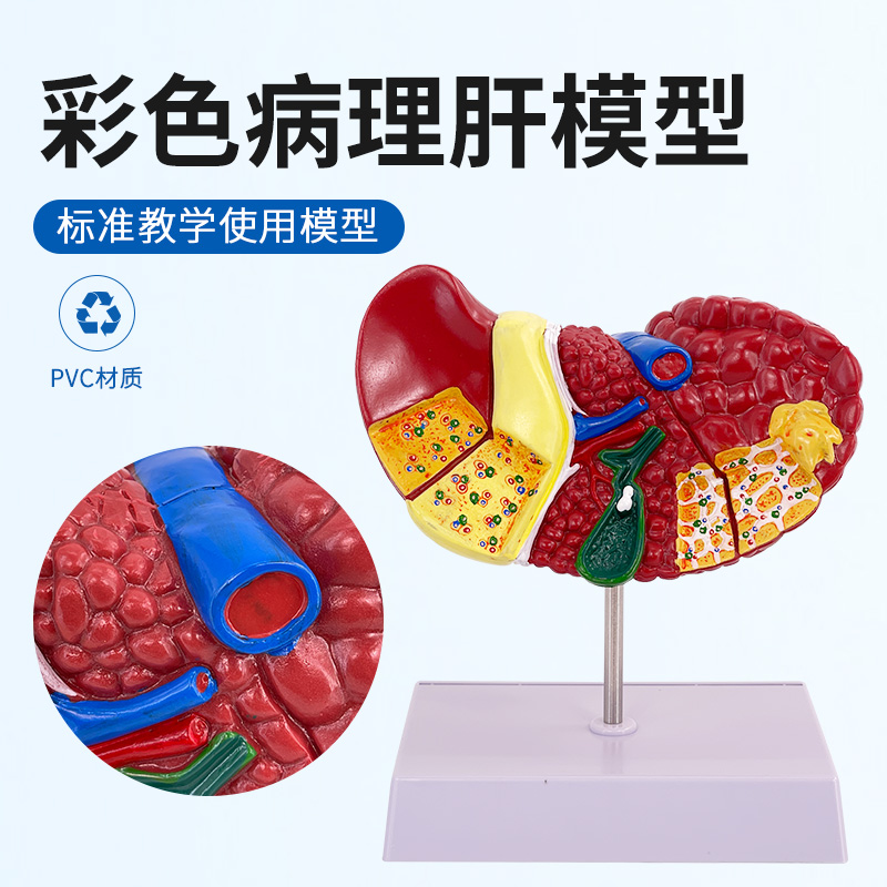 彩色人体肝脏模型器官结构学校讲解教学教具医院用内脏解剖演示