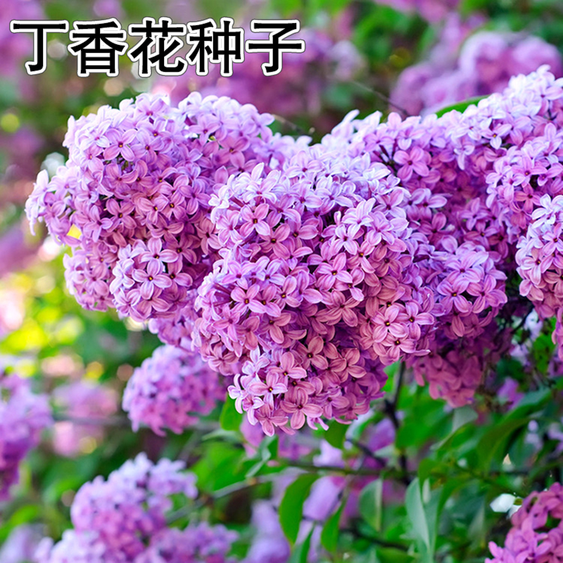 丁香花种子盆栽植物花卉庭院阳台种子浓香花卉种籽春天紫丁香种子
