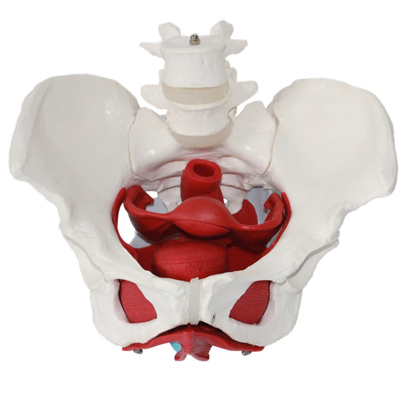 进口正品女性骨盆生殖器官模型医用女性盆腔结构膀胱阴道模型