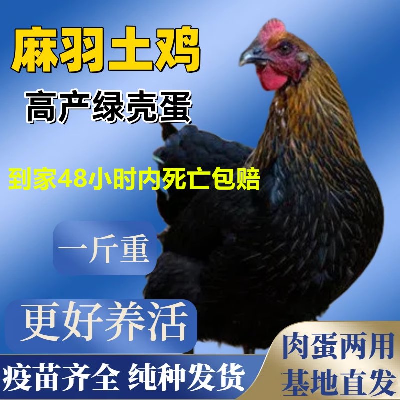 青年麻羽鸡土鸡活苗1斤大高产绿壳鸡蛋蛋鸡母鸡散养鸡包活到家
