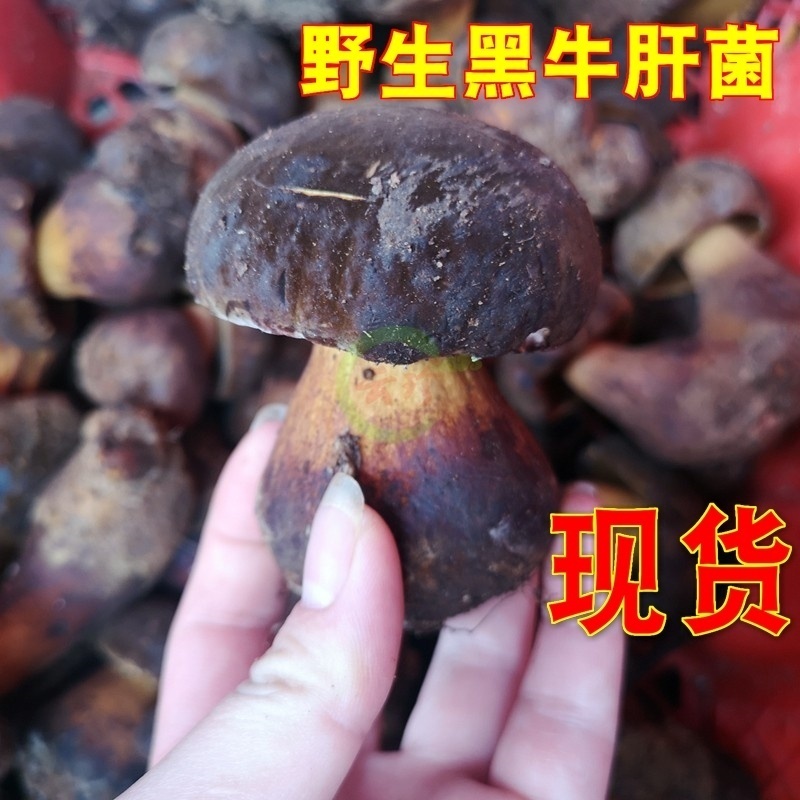 23年现货冰冻野生黑牛肝菌2斤云南特产蘑菇野生菌 鲜大脚菇