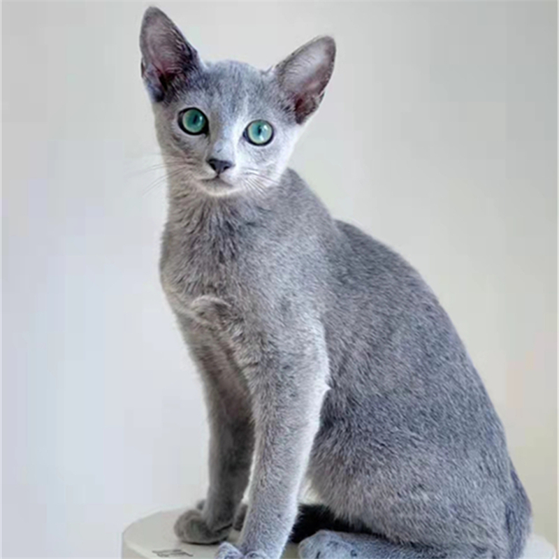 俄罗斯蓝猫绿眼睛纯种契安吉俄蓝短毛猫纯血统家养宠物猫活体幼猫