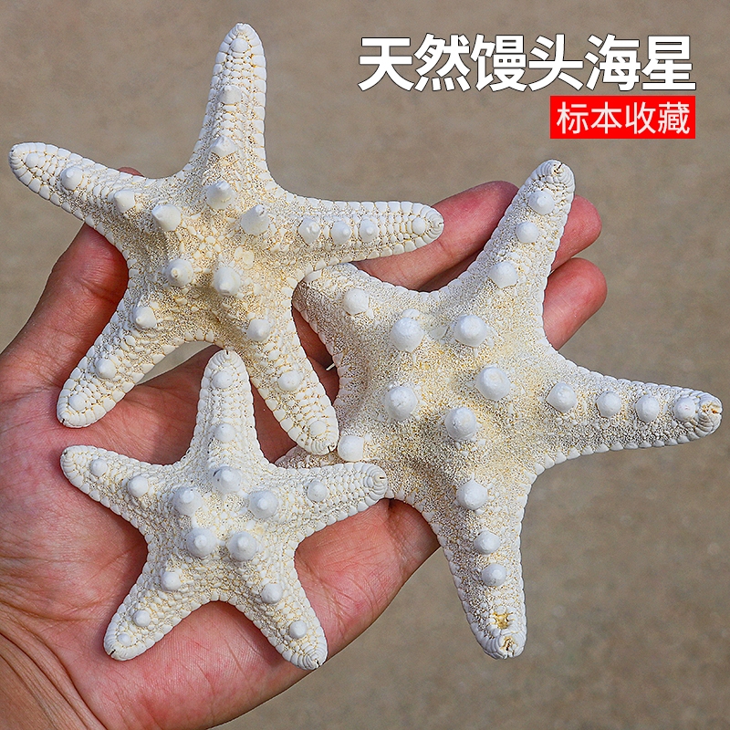 天然海螺贝壳海星干玩具标本装饰摆件工艺品白色家居饰品不能入水