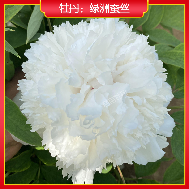 【绿洲蚕丝】菏泽精品白色牡丹花苗  庭院木本花卉 正品包活对版