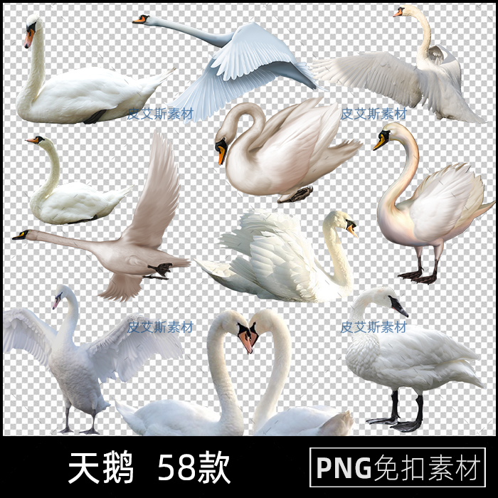png免抠天鹅图片白鹅黑天鹅透明底插图PS后期合成设计素材