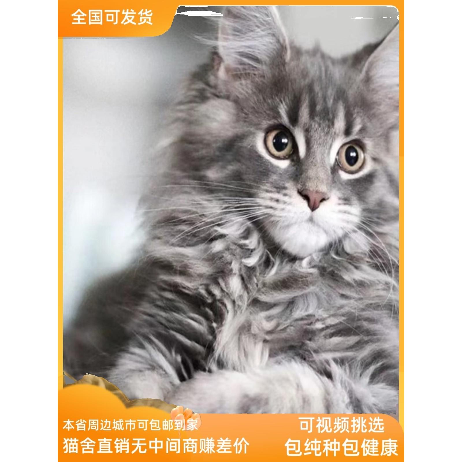 缅因猫幼猫纯种巨型缅因库恩猫赛级烟灰银虎斑幼崽宠物猫咪