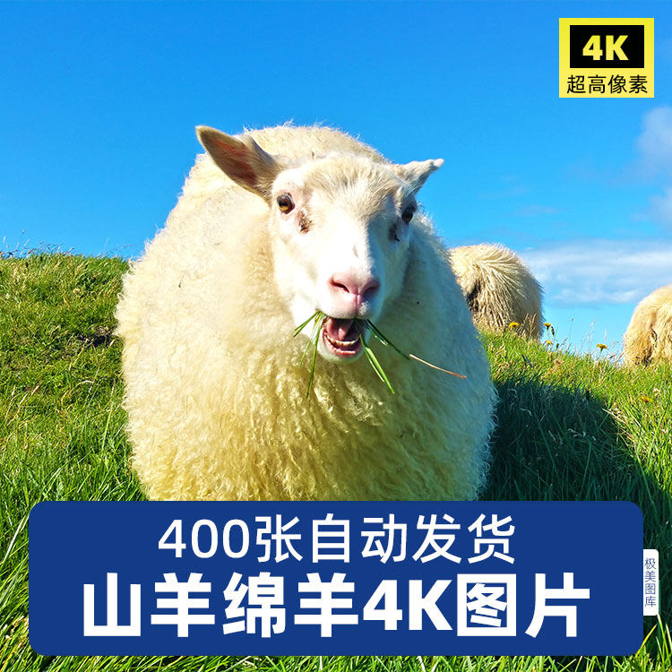 高清山羊绵羊草原牧场羊群黑白小羊羔动物特写照片素材JPG图片