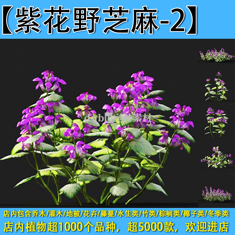 灌木地被花卉-500【紫花野芝麻-2】max植物园林景观室外3d植物模