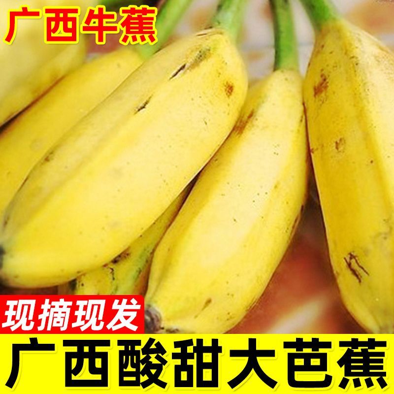 广西大芭蕉薄皮牛蕉即食大蕉酸甜芭蕉新鲜牛角蕉板蕉当季新鲜水果