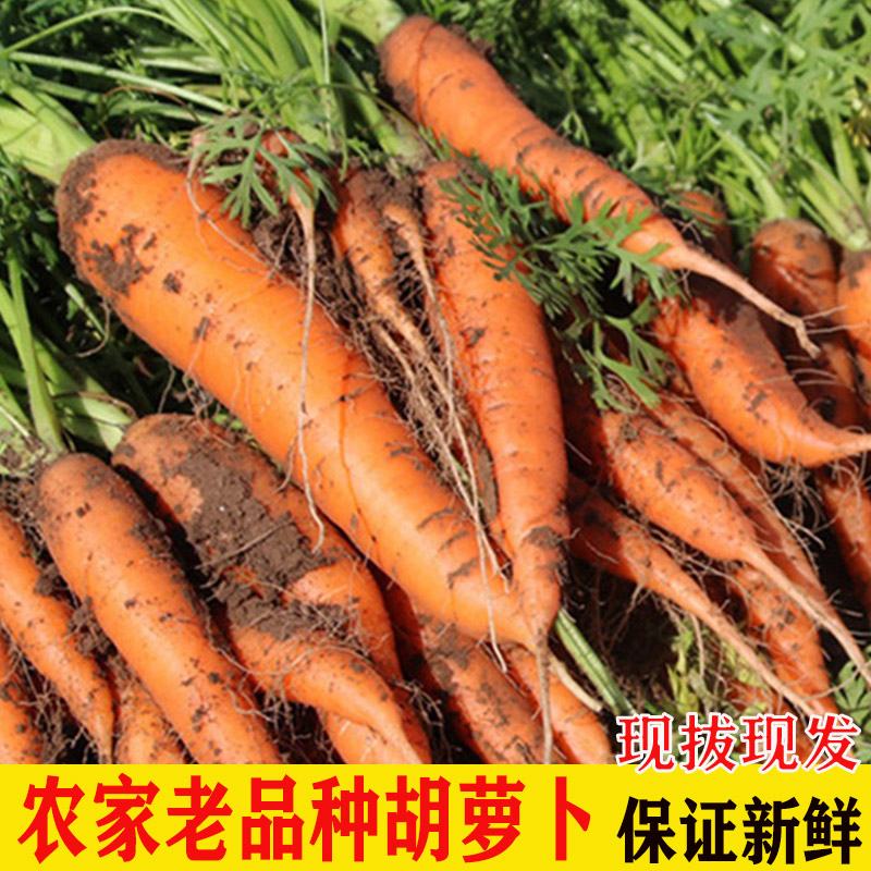 云南高原农家胡萝卜红萝卜蔬菜水果炒菜带泥黄心萝卜5斤带叶发货