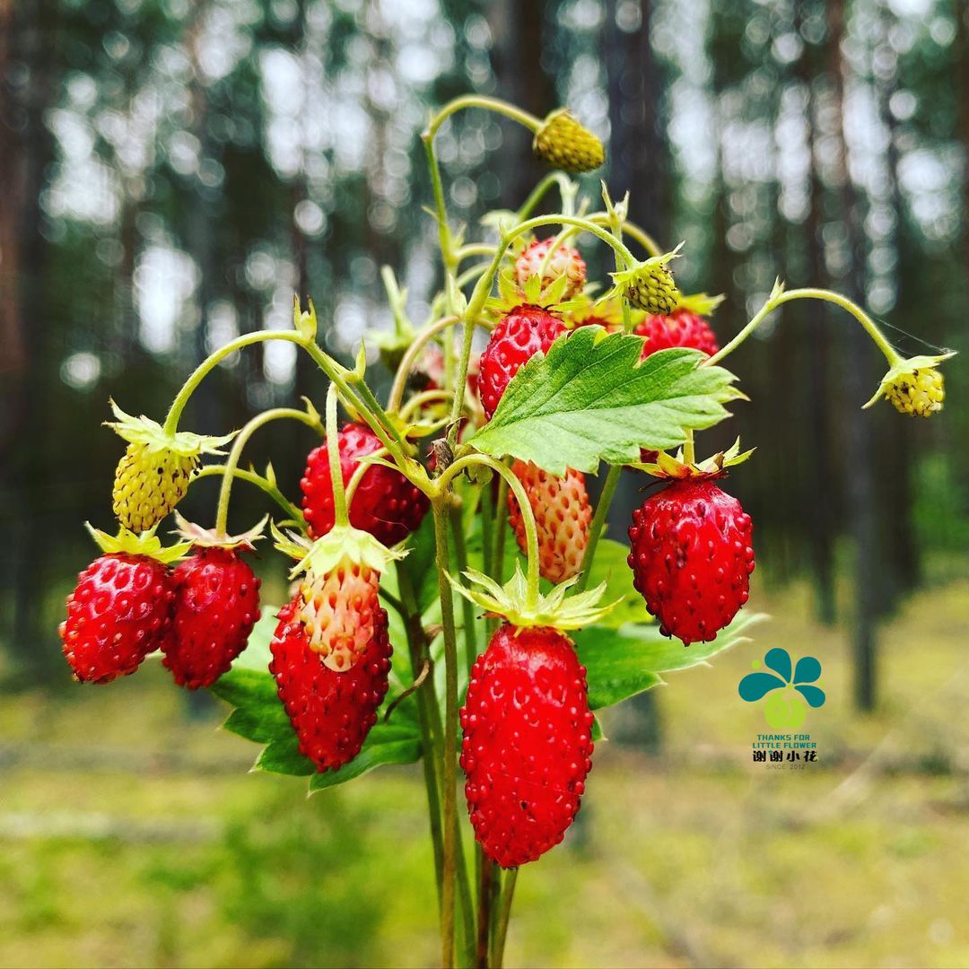 谢谢小花 高山草莓 吕根黄色奇迹 森林耐寒多年生浆果可食用盆栽