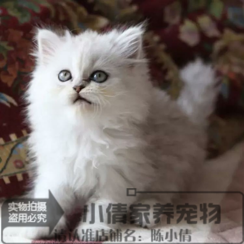 CFA猫舍出售金吉拉幼猫家养长毛猫纯种宠物猫活体金吉拉猫幼崽x