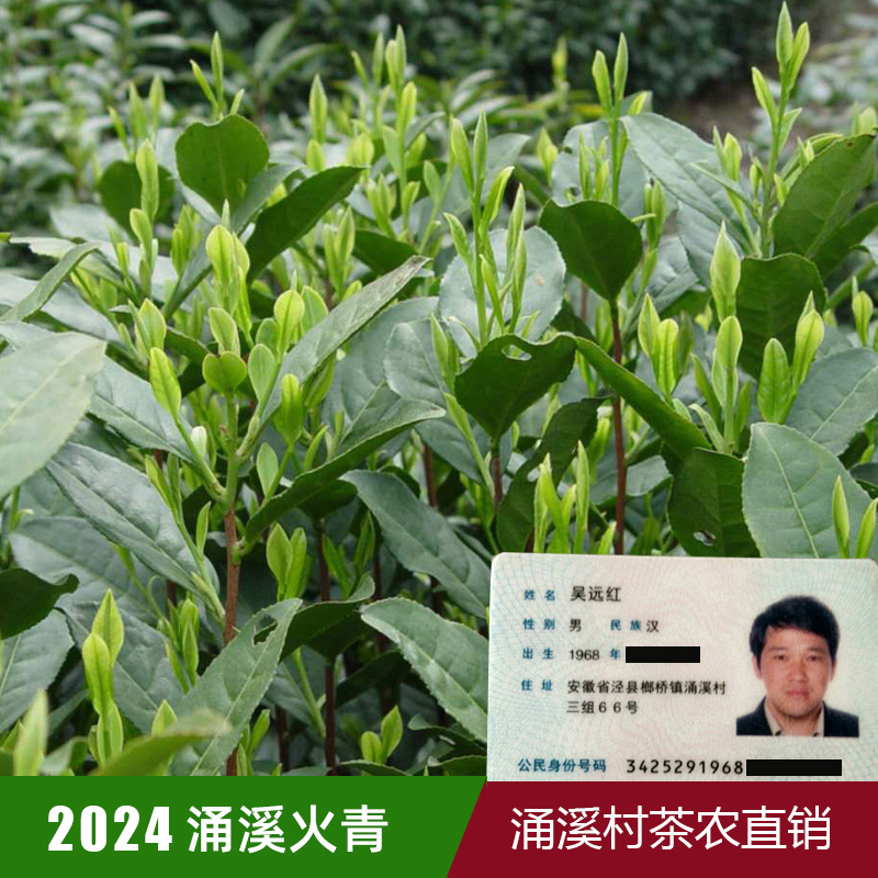 2024新茶涌溪火青泾县高山云雾绿茶叶散装兰花香浓香型500g口粮茶