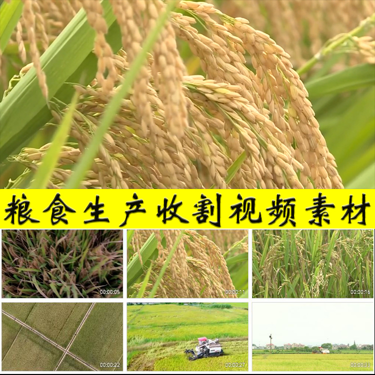 农业农村粮食生产水稻大米稻谷种植收割粮库粮食收购加工视频素材