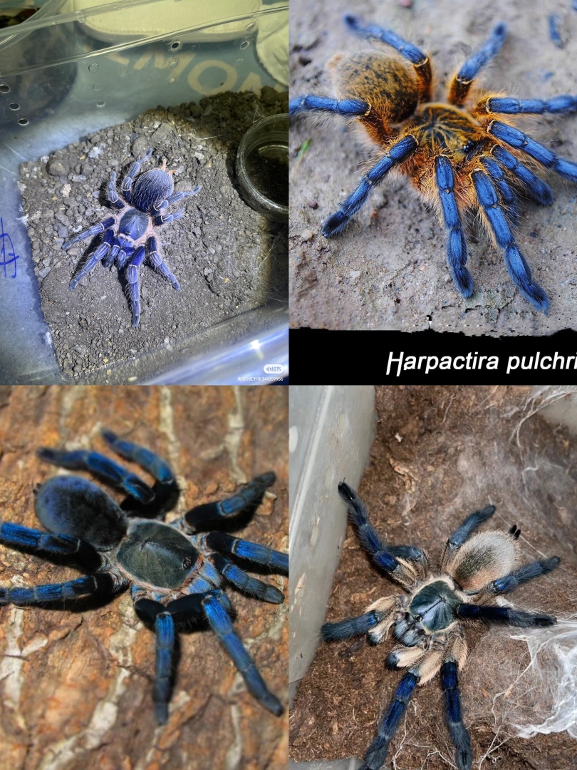 蓝色系蜘蛛组合 宠物蜘蛛 新手入门上路蓝哥斑 金属属 蓝腿巴布