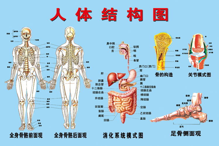 医院人体骨骼器官结构解剖图挂图腹部脏器人体内脏血管位置分布图
