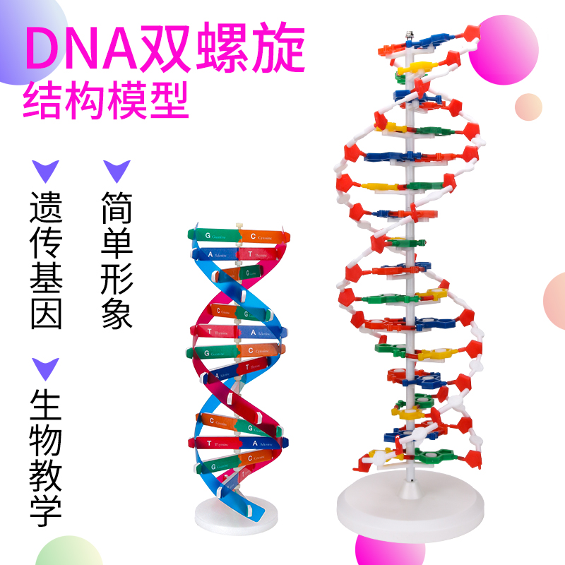 DNA双螺旋结构模型组件J33306高中学生用生物实验器材dna教学仪器