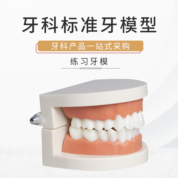 美牙牙模口腔标准牙齿练习模型练习树脂材料练习假牙模型普通牙模