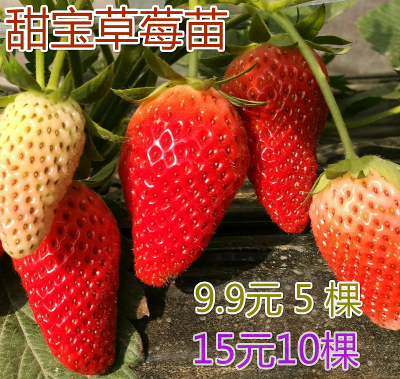 牛奶香蕉草莓苗盆栽甜宝草莓苗新品桃熏四季种植地栽南北方果树苗