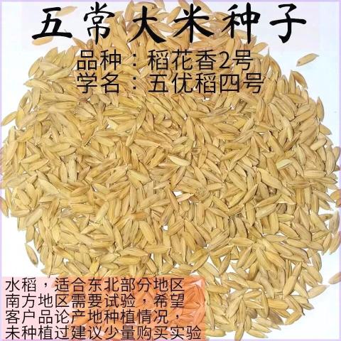 宗稻五正常花香2二号大米水稻种子东北黑龙江五优稻4四号满百包邮