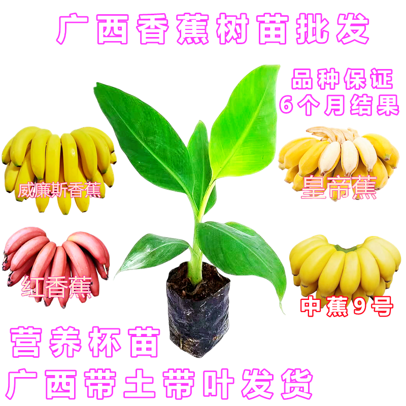 香蕉树苗高产中蕉9号矮化芭蕉树盆栽地栽当年结果红美人红香蕉苗