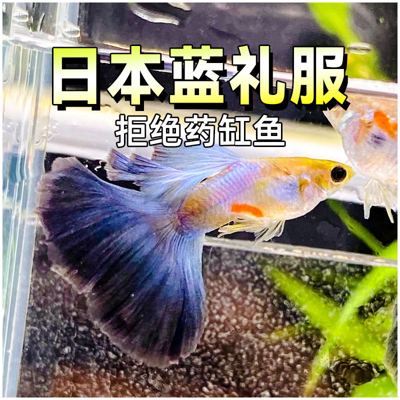 日本蓝礼服孔雀鱼珊瑚蓝尾大尾巴精品临产怀孕母鱼水草缸纯种热带
