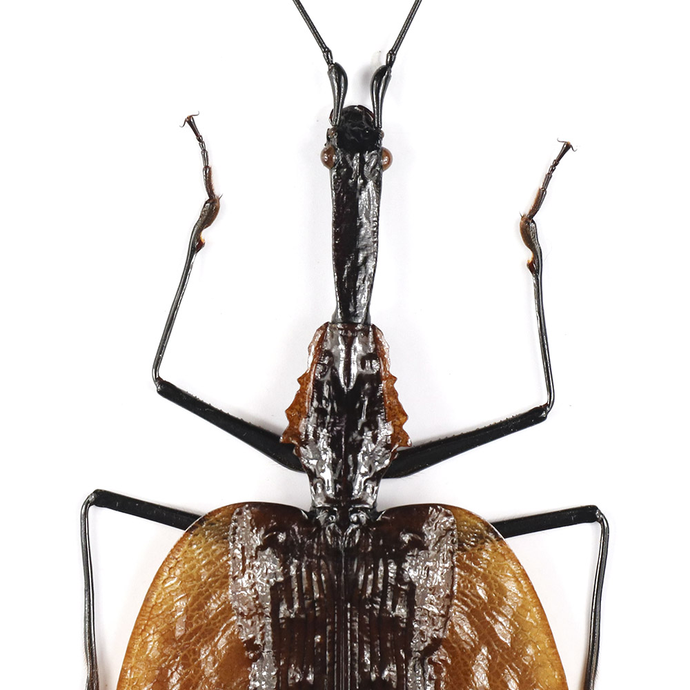 小提琴步甲标本Mormolyce phyllodes 吉丁蝴蝶甲虫锹甲标本艺术品