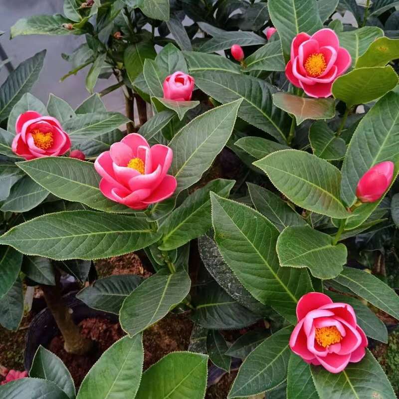 名贵进口四季海棠越南抱茎茶花树苗盆栽带花苞绿植花卉植物室内花
