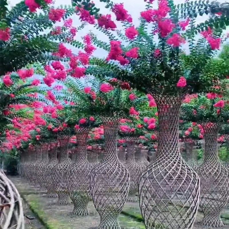 紫薇花花瓶造型盆景老桩百日红满堂红南北方易成活别墅庭院花园