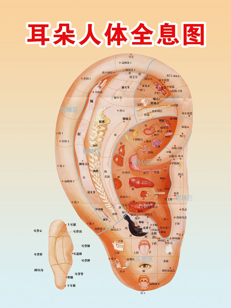 767装饰画写真海报印制展板喷绘贴画731耳朵耳部人体穴位解剖图