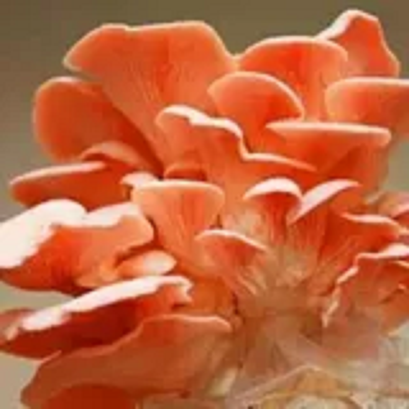玫瑰菇包食用菌种子蘑菇棒红平菇菌种多肉植物玫瑰菇菌种菌棒中号
