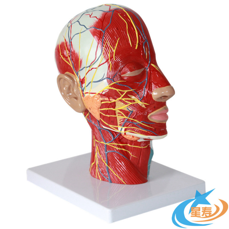 MDCD海医头部正中矢状切面 附血管神经模型 头解剖模型 大脑模型