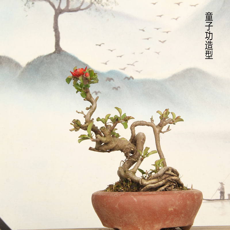 红花一号长寿梅 童子功造型海棠小微盆景素材 室内阳台庭院花卉