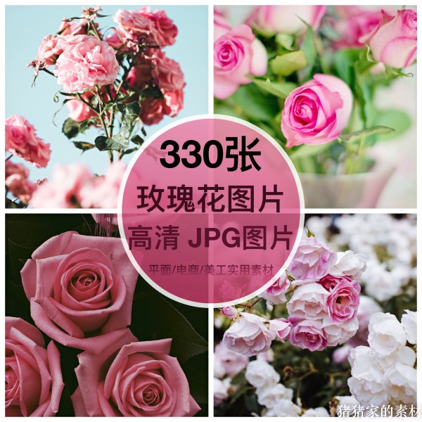 高清含竖图 玫瑰花图片素材红花卉自媒体抖音ps设计手机摄影壁纸