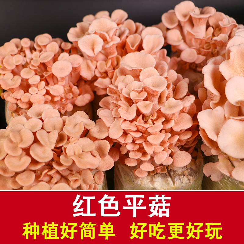 买一发三红平菇粉平菇菌菇包菌种蘑菇菌包家庭种植食用种植盒种子