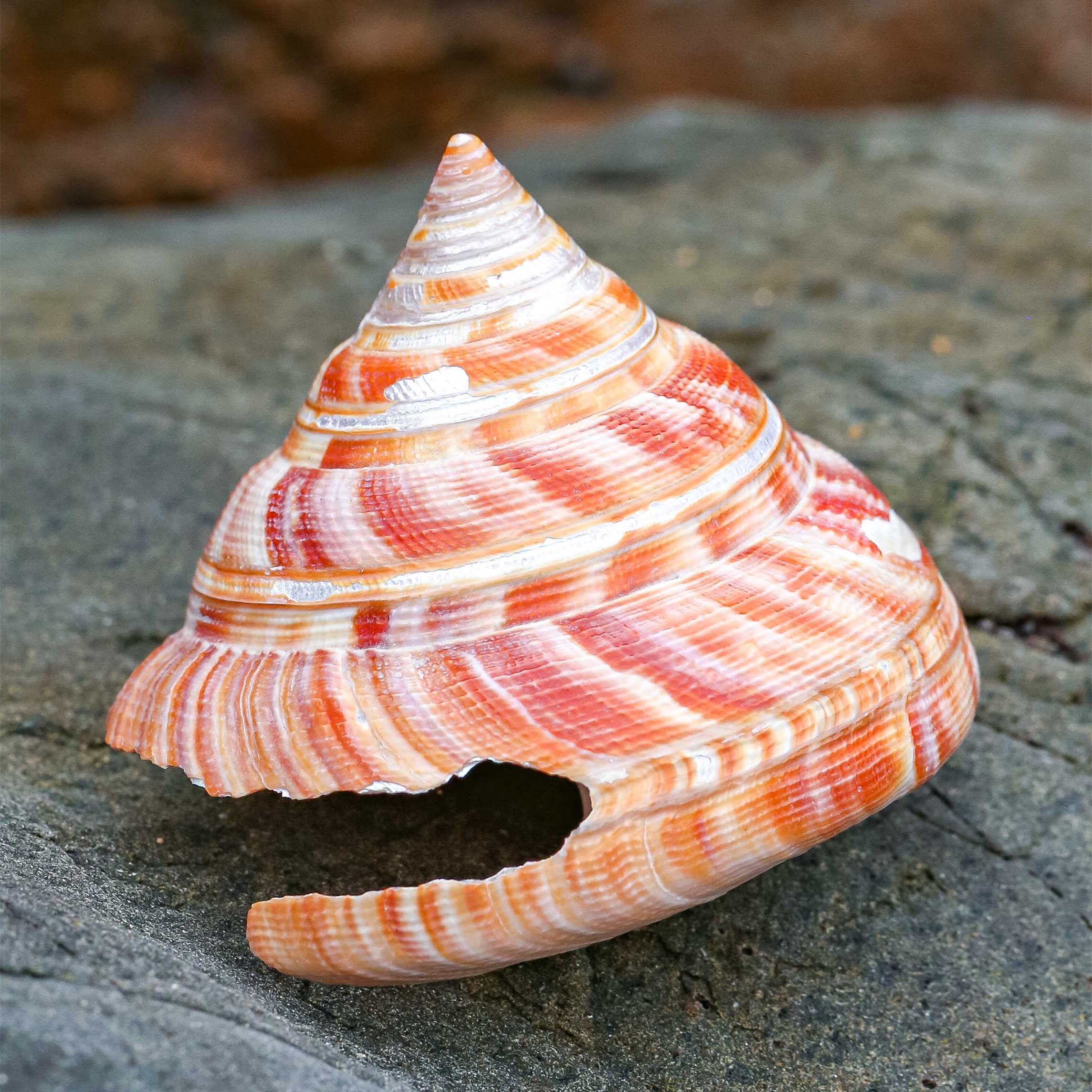 天然海螺贝壳稀有红翁戎螺标本鱼缸造景水族装饰收藏摆件婚礼摆台