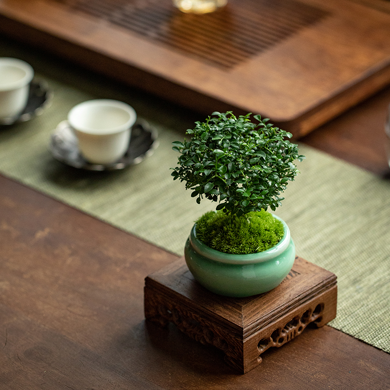 达摩九里香禅意桌面盆栽室内外花卉绿植盆景趣味四季常青茶几摆件